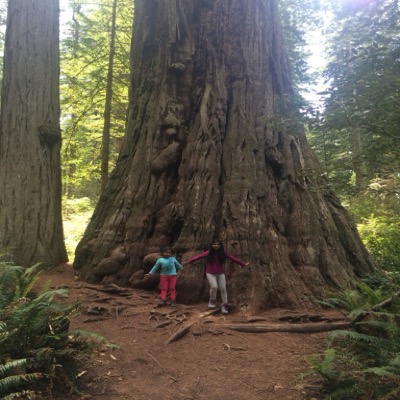 Redwood National Park